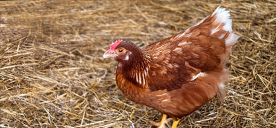 Introducing Your New Nesting Box To The Coop!